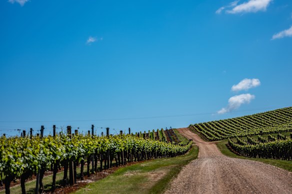 Australia’s second UNESCO City of Gastronomy … vineyards of Relbia.