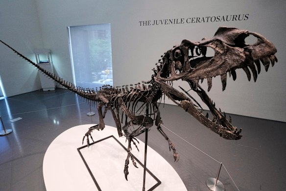 The juvenile Ceratosaurus nasicornis skeleton was found in 1996 near Laramie, Wyoming, at Bone Cabin Quarry, a gold mine for dinosaur bones.