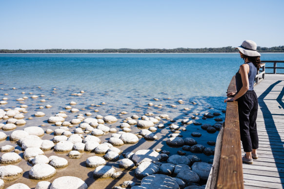 The thrombolites on the edge of Lake Clifton are among Western Australia’s threatened ecological communities. 
