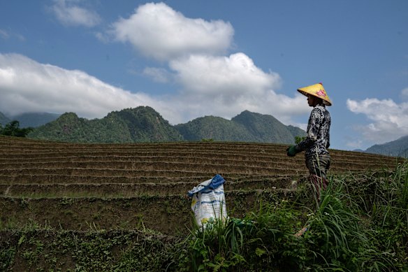 The skyrocketing cost of fertiliser is playing havoc with rice planting in Asia.