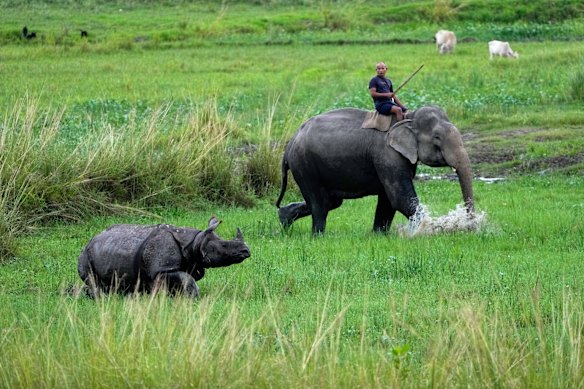 A mahout on a forest department elephant herds a one-horned rhinoceros towards the Pobitora wildlife sanctuary on the outskirts of Guwahati, India