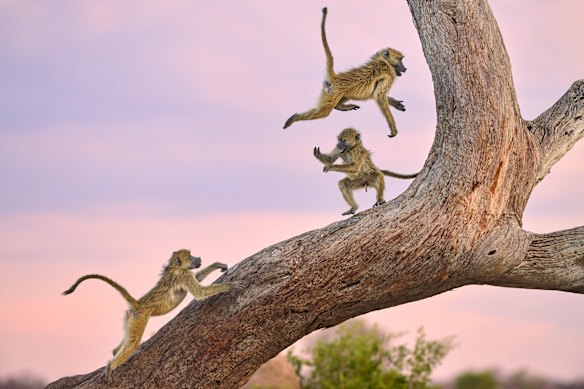  Kalin Botev for ‘Monkey Circus’. 