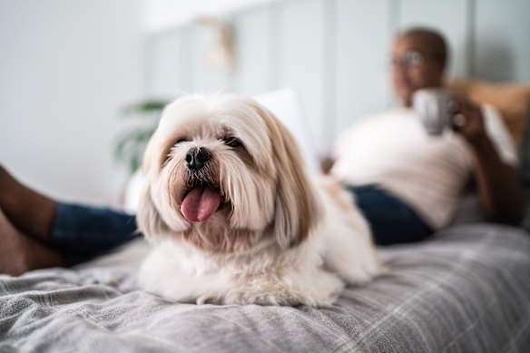 The NSW Companion Animals Act provides that the owner of a dog is liable to pay damages for bodily injury to a person, or damage to personal property, caused by their dog during an attack.