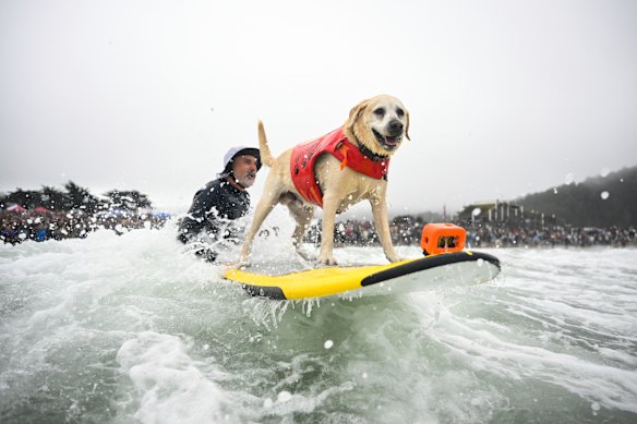 Jeff Nieboer pushes Charlie through the breakers during the World Dog Surfing Championships in Pacifica, California, on Saturday.