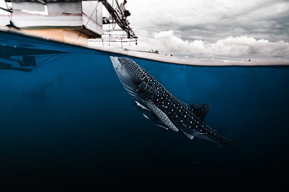 A curious whale shark noses the surface.