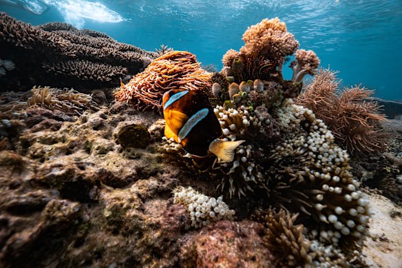 Coral and fish off Komodo National Park.