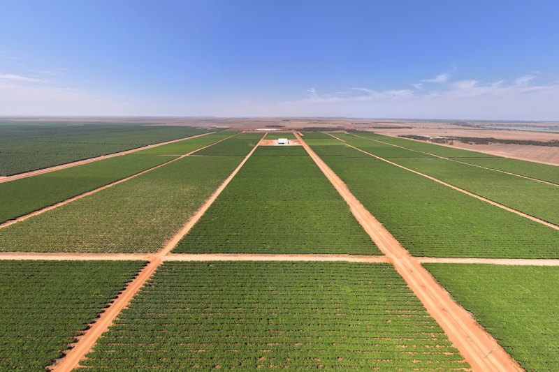 Talia Farms runs over 230 hectares with a mix grape varieties tailored for export to Asia-Pacific markets.