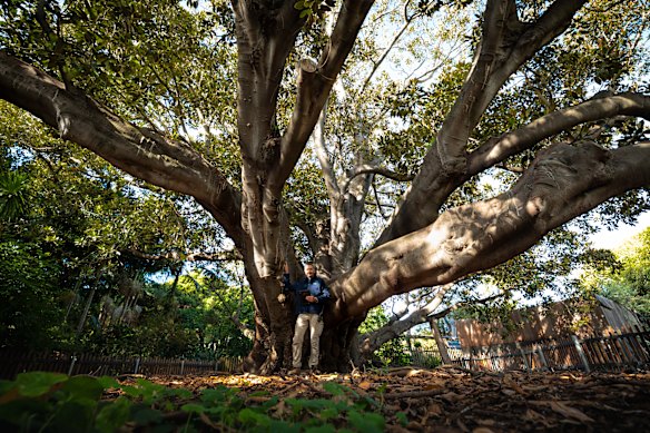 Giuseppe Greco - Sustainable Resource Specialist at Melbourne Zoo under the 110yo Heritage Moreton Bay Fig tree he helped to revive with advanced technology monitoring.