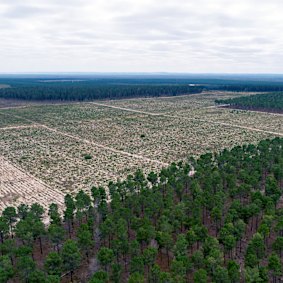 The Yanchep pine plantations where the car was found.