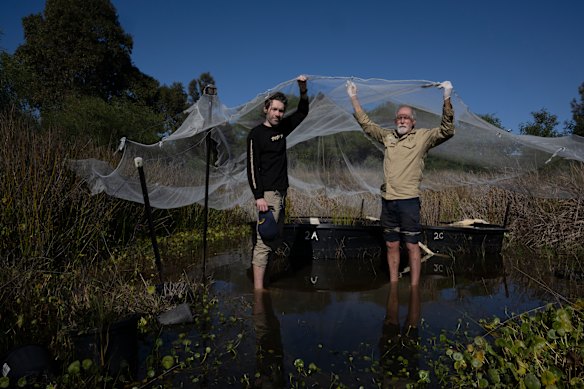 Jason L’Ecuyer from the Cooks River Alliance and Dr Arthur White from the Frog and Tadpole Study Group show one set of three artificial ponds covered in bird netting.