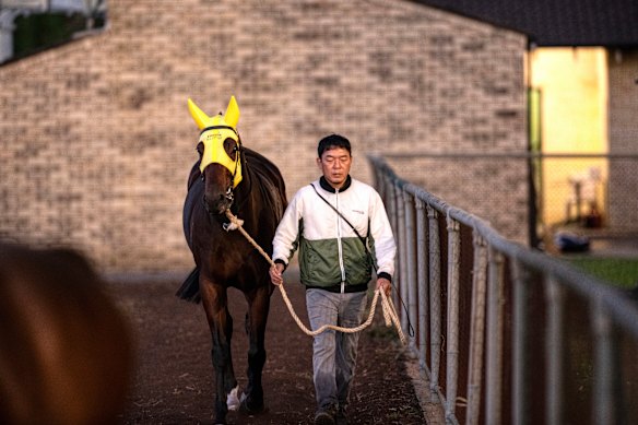 Ka Ying Rising gets ready for a run at Canterbury earlier this week.