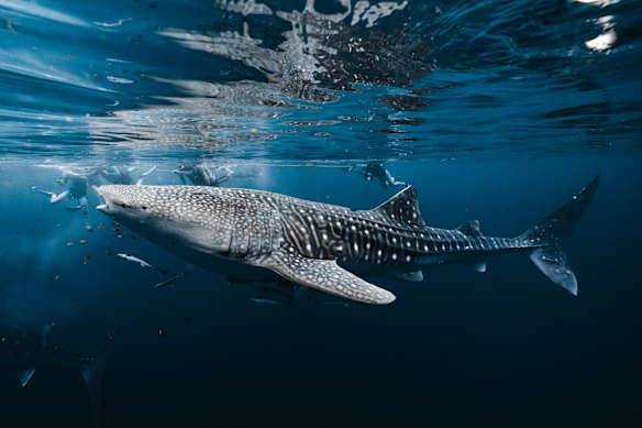 Whale sharks under the bagan.
