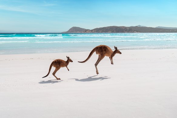 Kangaroos at Lucky Bay, Cape Le Grand National Park.