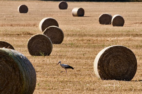 A stork walks on a field with straw bales in the Taunus region near Frankfurt, Germany.
