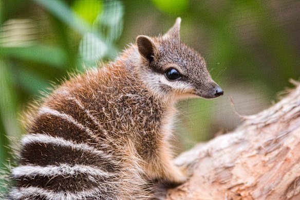 One of the captive numbats at Perth Zoo. 