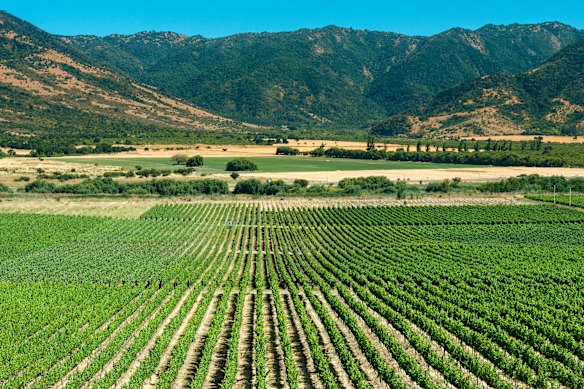 Chile has an abundance of wine-growing regions, including the Colchagua Valley, south of the capital Santiago.