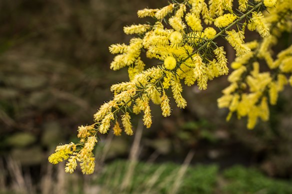 The Golden w=Wattle, Australia’s national floral emblem. We could do worse.