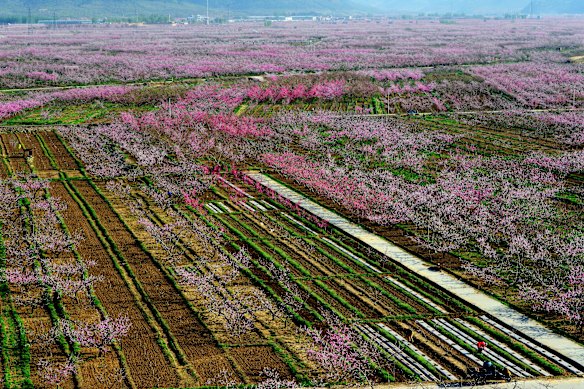 Peach blossom in the Pinggu district of China.