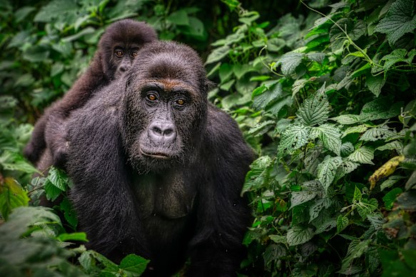 The dignity and kinship of gorillas score one’s soul.
