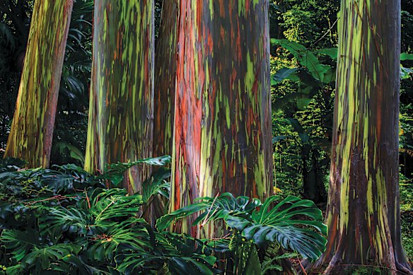 Rainbow eucalyptus trees at the Ke’anae Arboretum on Maui’s famous Road to Hana, Hawaii.