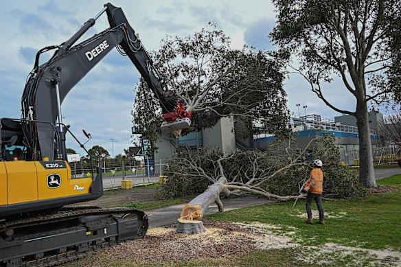 Workers felling the trees at Albert Park on Tuesday morning.