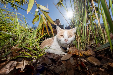  Elwood the cat with Epworth hospital staff Diana Lee, Jacqui Dingle and Romi Basiri in the background.