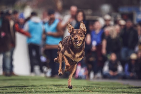 Kelpies competed in high jump and sprints in Casteron over the weekend.