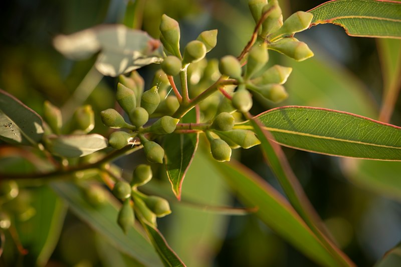 Environmental planting of native species is seen as a highly reliable way of generating carbon credits.