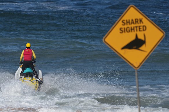 Surfer Mercury Psillakis lost his life after being bitten by a shark on Saturday near Dee Why.