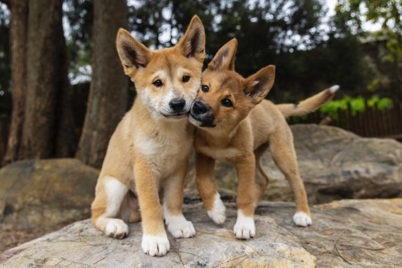 Two five-month-old Dingo pups, Kep Kep (left) and Warada. 