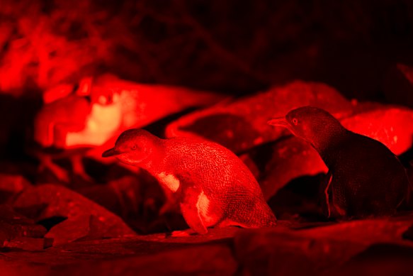 The little penguin colony in Penneshaw has increased since the start of the feral cat eradication program.