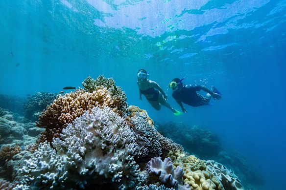 The cruise captain was found to have dumped food into the water while guests were snorkelling nearby.