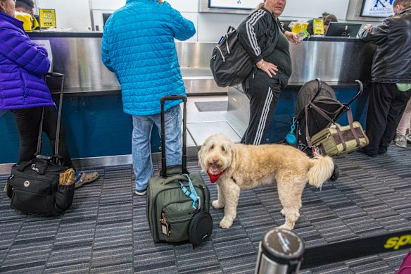 A common sight overseas. In New Jersey, an airline passenger checks in his pet labradoodle.