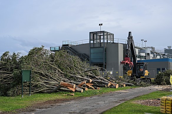 Trees that were cut down to make way for an upgrade to the Albert Park pit lane.