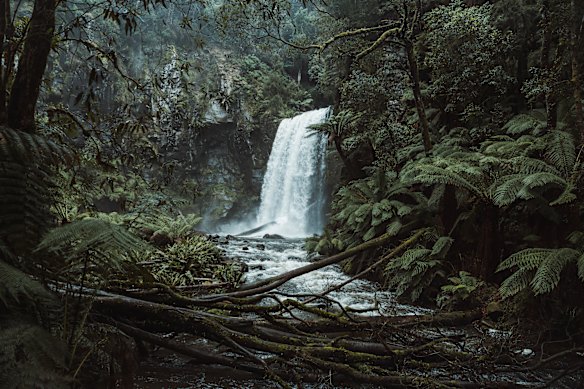 Great Otway National Park serves up tall trees, tumbling waterfalls and fern-packed valleys.