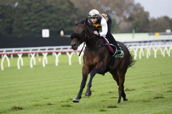 French import Athabascan was the only horse not backed at the Call of the Card. 