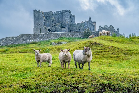  The ruins of the cathedral at the wild and woolly Rock of Cashel. 