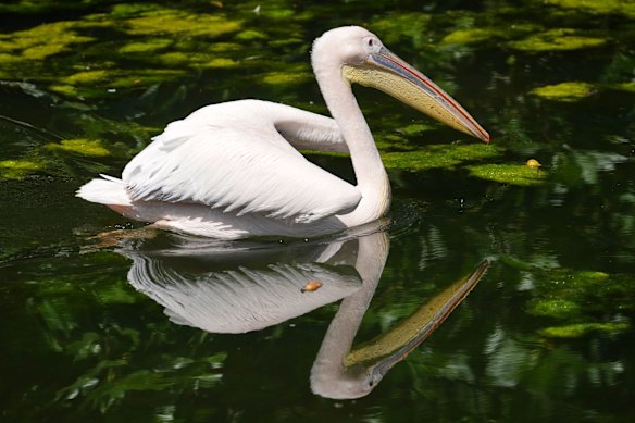 A pelican is reflected in the water on a hot summer day in St James's Park in London.