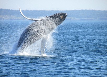 Humpback whales have staged a miraculous recovery since the 1970s.