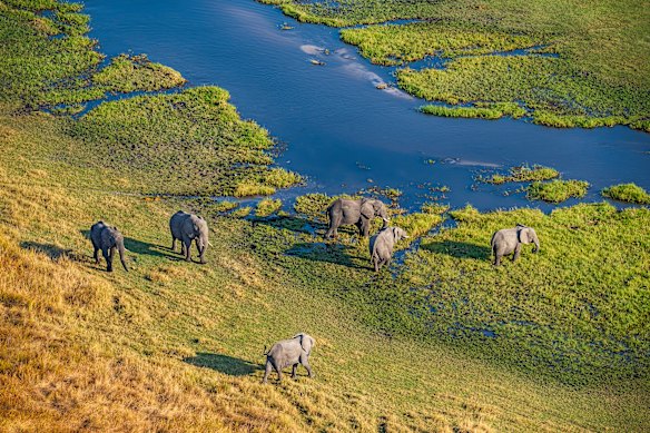 African elephants graze in Moremi National Park in the Okavango Delta.