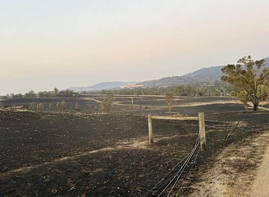 The blackened aftermath of the January bushfire at Lindsay Park.