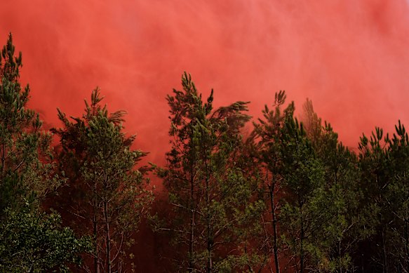 Fire retardant is released over a pine forest.