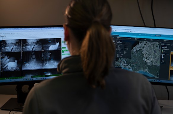 Anais Bond, field officer for the feral cat eradication program.