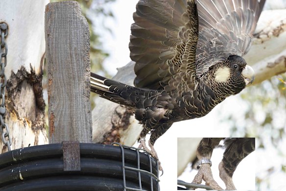 The survey team has a particular favourite, Bird Number 111.