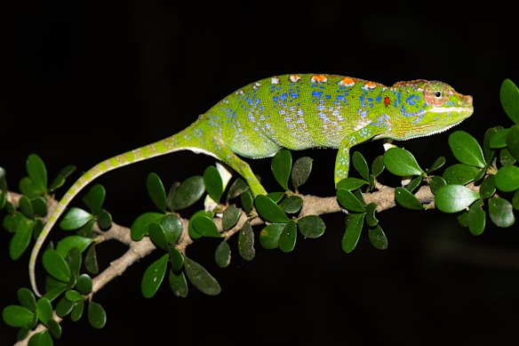  does it have a challenger for the world’s shortest-lived creature in the Australian political leader?