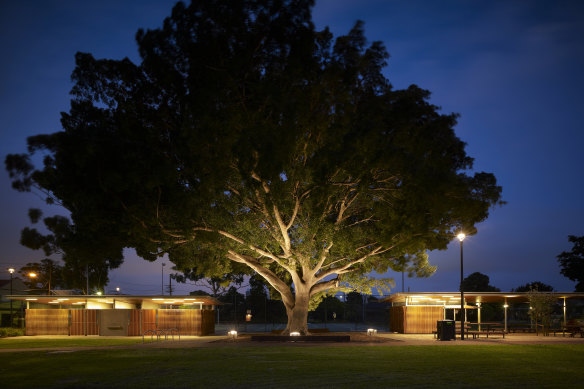 A giant fig tree stands between two facilities blocks at Turruwul Park in Rosebery designed by HASSELL with City Projects, City of Sydney.