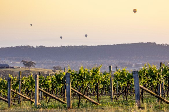 Hot air balloons flying over the Hunter Valley at sunrise.