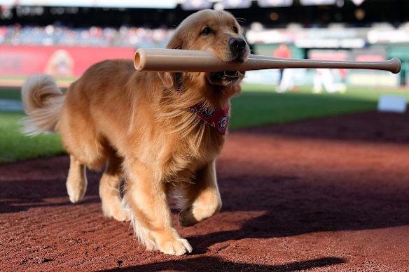 Bruce the Bat Dog performs a ceremonial first fetch before a baseball game between the Washington Nationals and the Philadelphia Phillies in Washington.