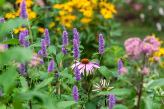 Some reliable perennials include salvia, agastache, gaura and heliotrope.