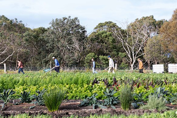 A study of Farm My School participants suggests gardening helps create a healthier gut microbiome.